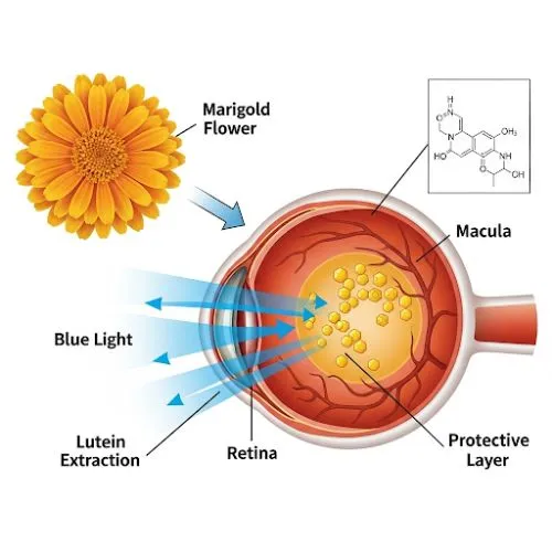 marigold powder against blue light marigold powder against blue light
