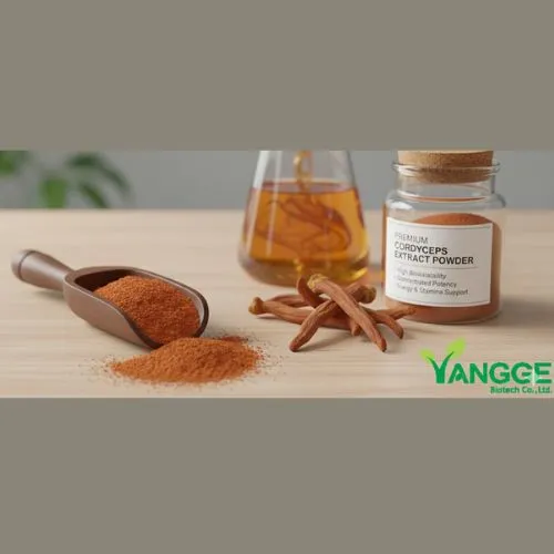 Why Choose Cordyceps Extract Powder