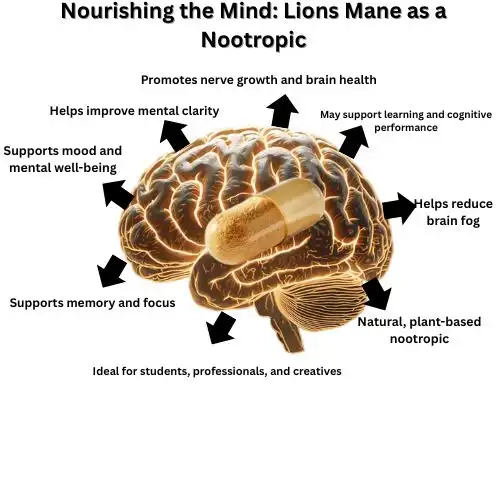 Nourishing the Mind Lions Mane as a Nootropic