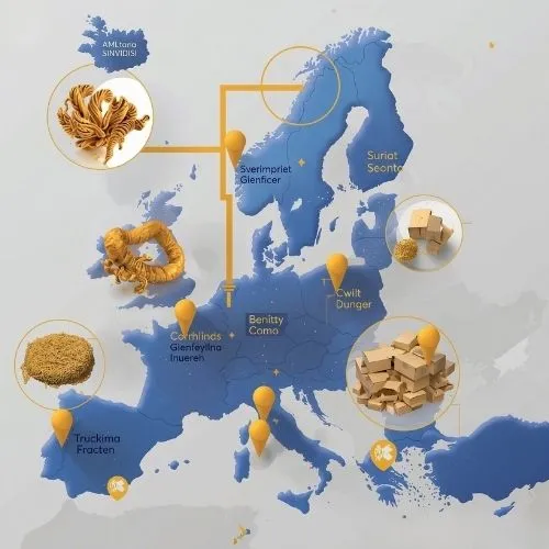 Navigating the European Bulk Import Process for Cordyceps Militaris Extract