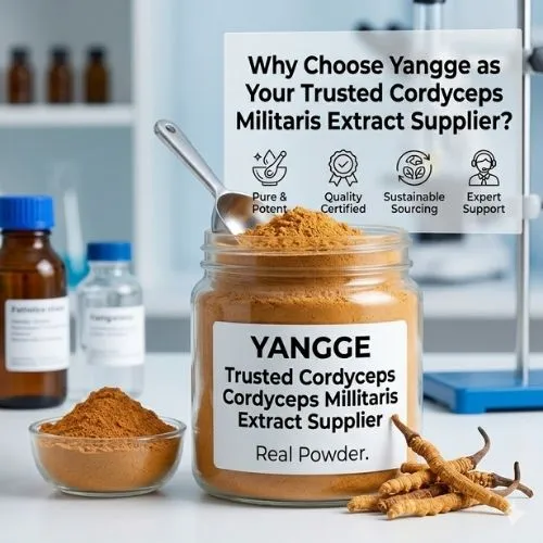why choose yangge