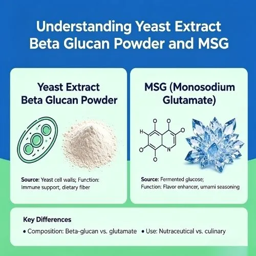 Understanding Yeast Extract Beta Glucan Powder and MSG Understanding Yeast Extract Beta Glucan Powder and MSG