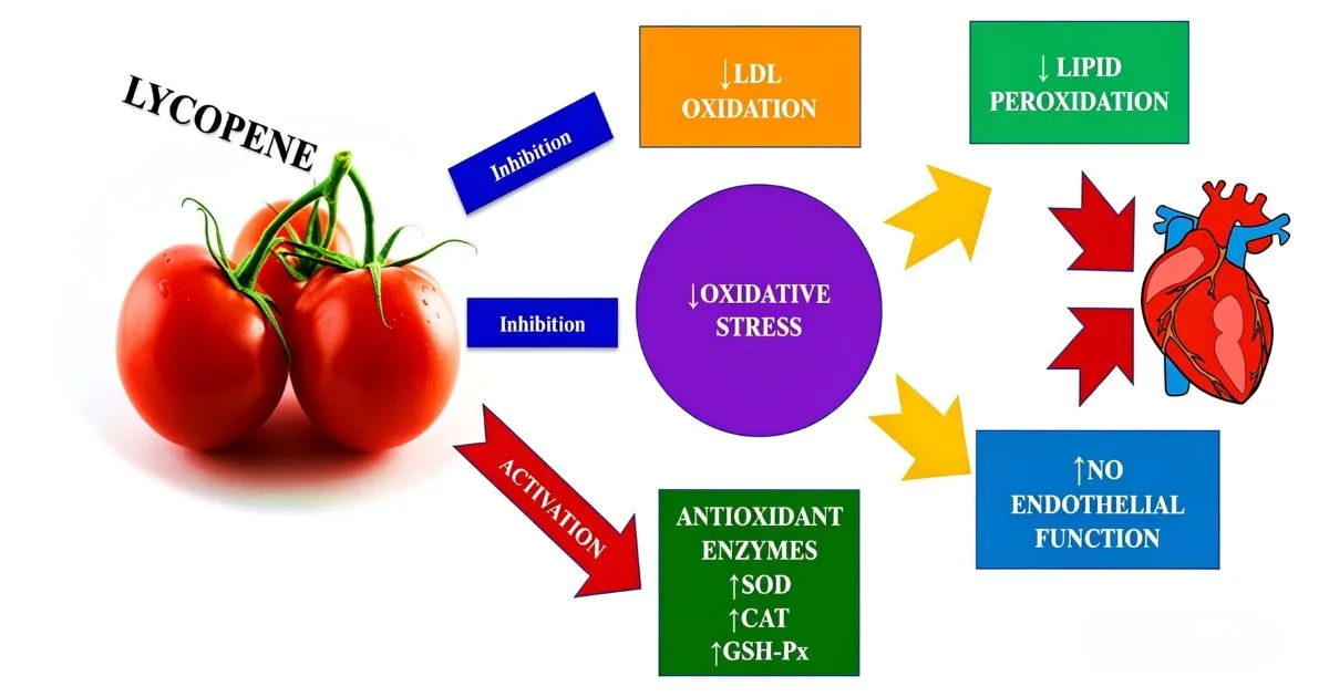 lycopene powder main function