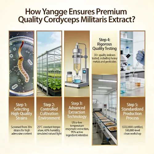 cordyceps powder quality cordyceps powder quality