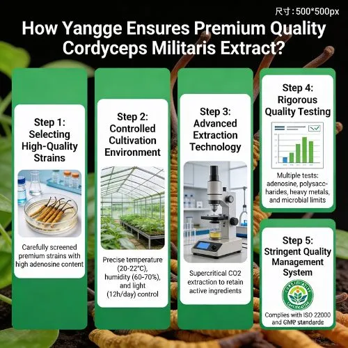 cordyceps powder comparison cordyceps powder comparison