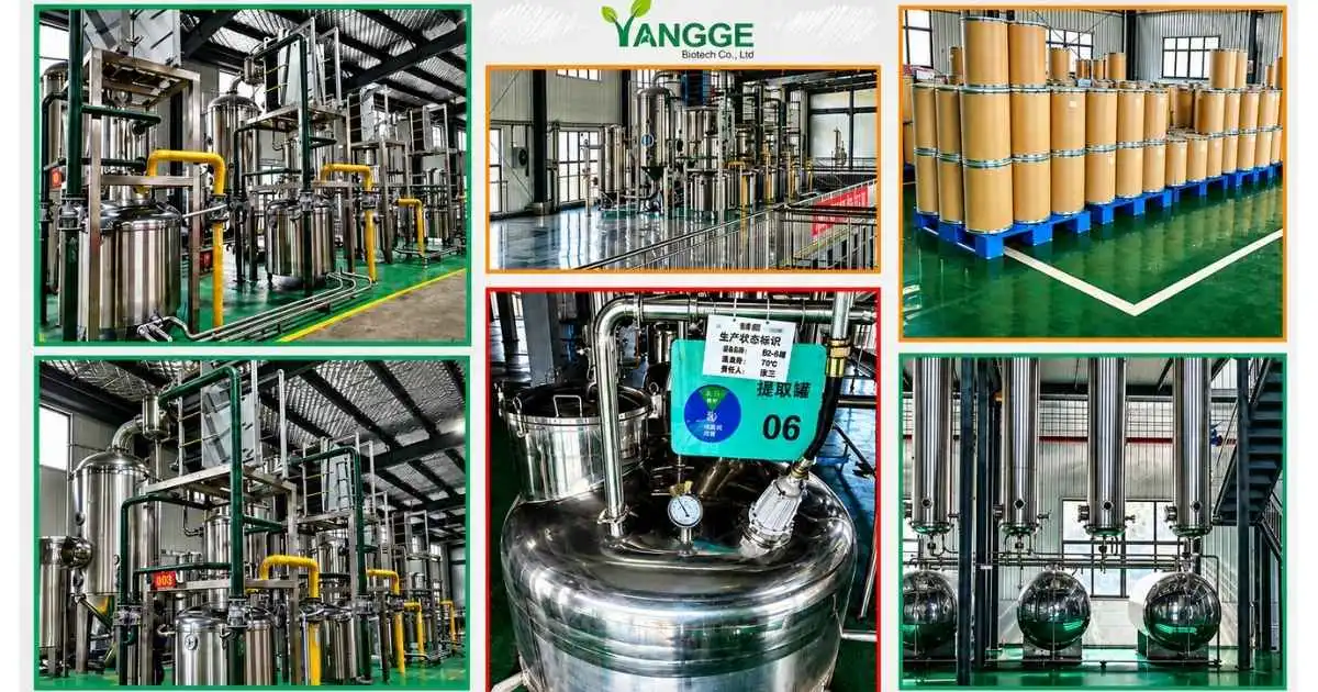 Factory yangge (1) Factory yangge (1)