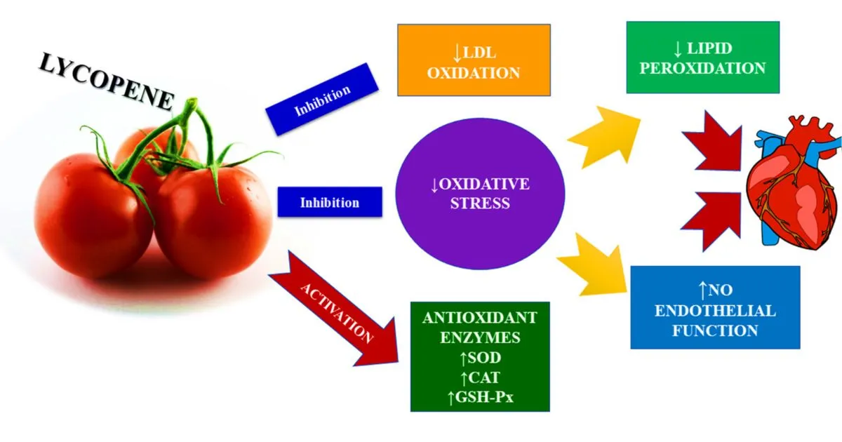 _Lycopene Powder benefits