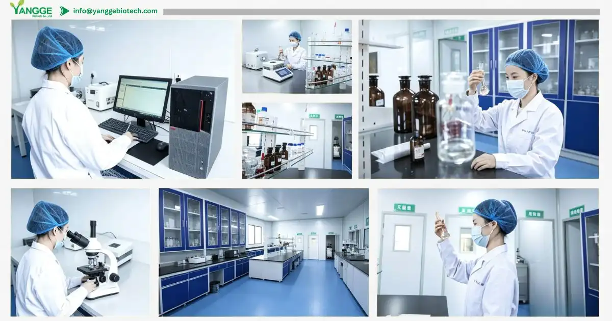 yangge2.jpg