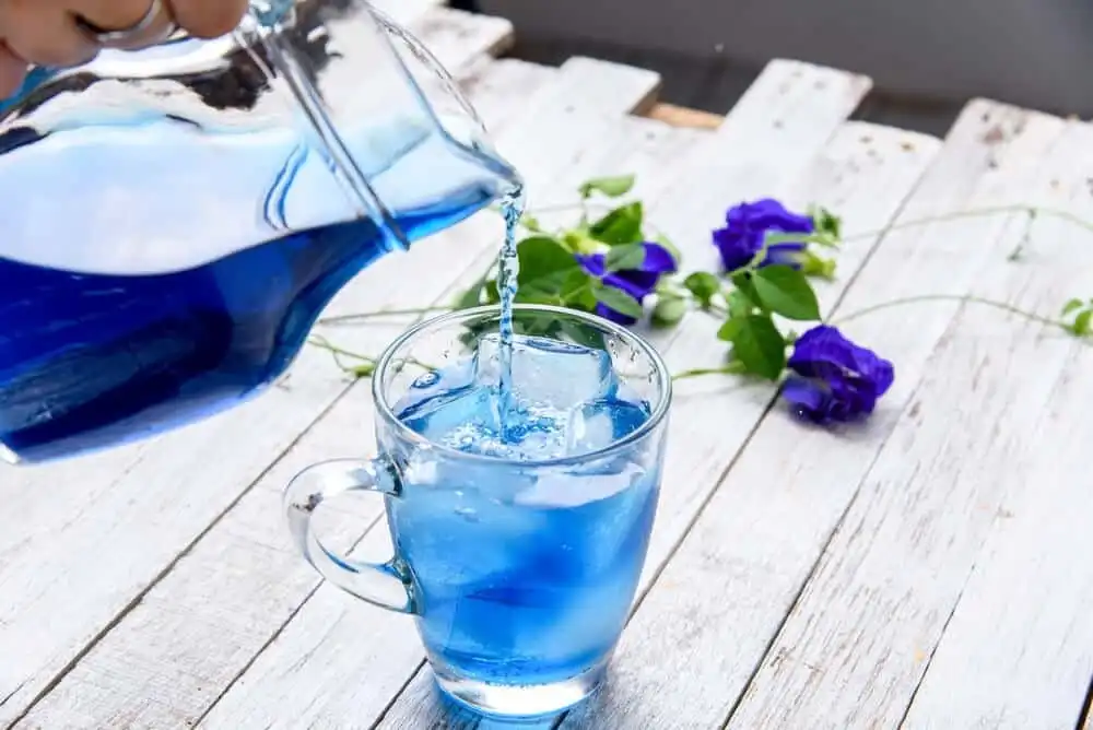 Butterfly Pea Powder in Modern Beverages