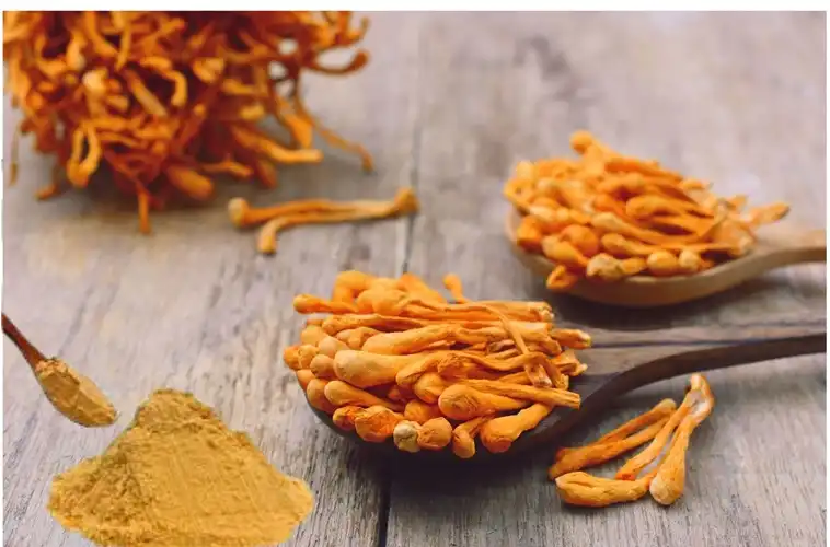 Discover the Science Behind Cordyceps Militaris Extract